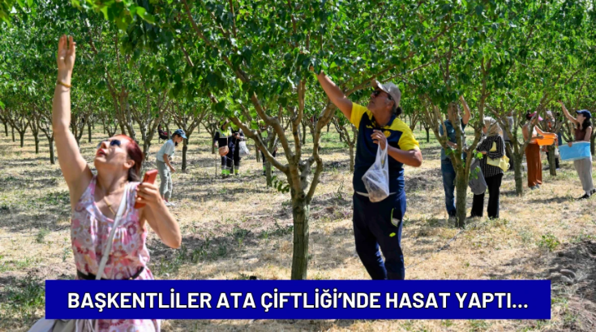 Başkentliler Ata &Ccedil;iftliği&rsquo;nde Hasat Yaptı...