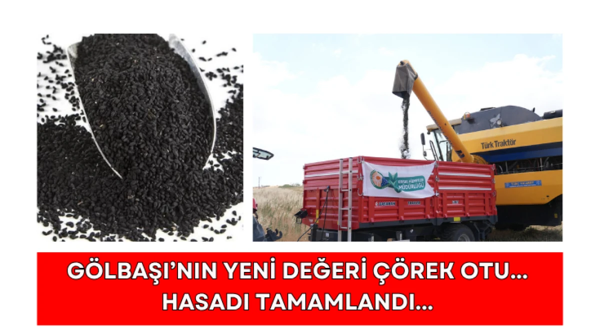 G&ouml;lbaşı&rsquo;nın Yeni Değeri &Ccedil;&ouml;rek Otu... Hasadı Tamamlandı...
